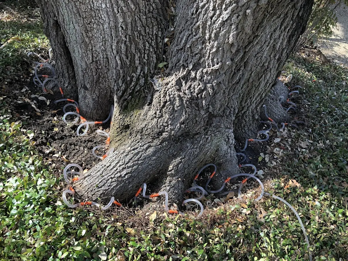 Detailed Tree Cabling and Bracing job site in Lorena