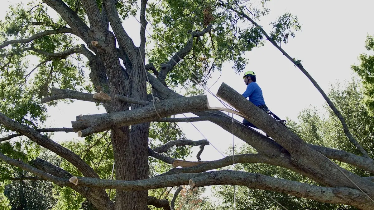 Professional Hazardous Tree Removal performed by certified arborists in Lorena