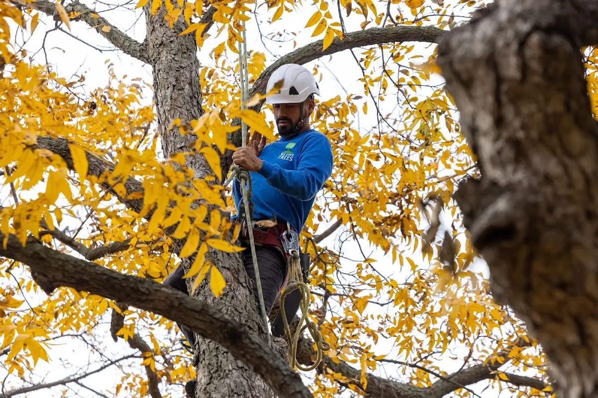 Skilled Tree Transplanting crew working in Lorena