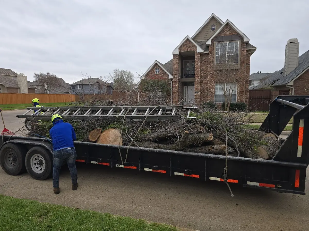 Expert Tree Removal with proper safety equipment in Lorena